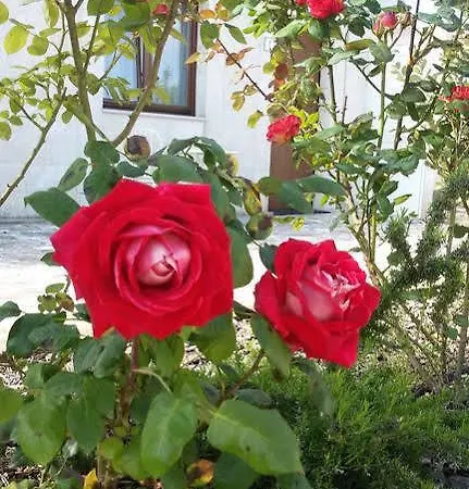 מלון דירות Masseria Santa Lucia מטרה
